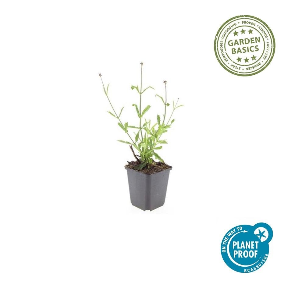 Verbena Bonariensis 'Lollipop' - 20cm - Kamerplant Kopen