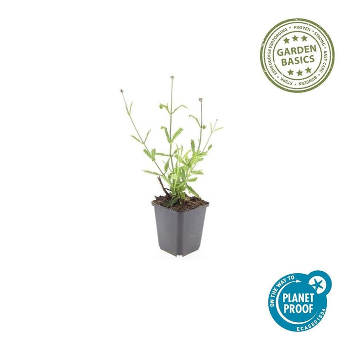 Verbena Bonariensis 'Lollipop' - 20cm - Kamerplant Kopen