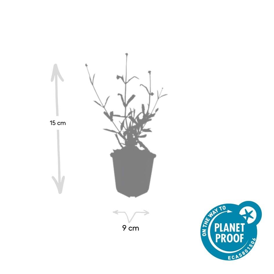 Verbena Bonariensis 'Lollipop' - 20cm - Kamerplant Kopen