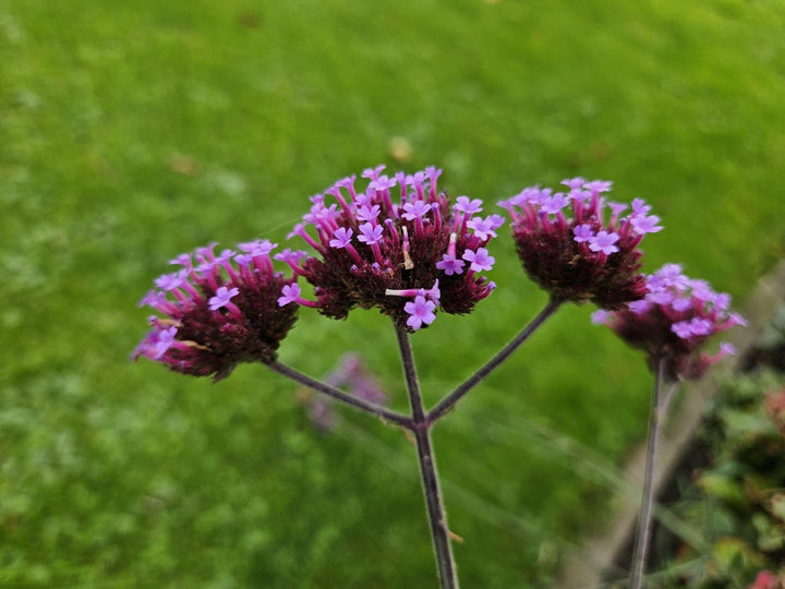 Verbena Bonariensis 'Lollipop' - 20cm - Kamerplant Kopen