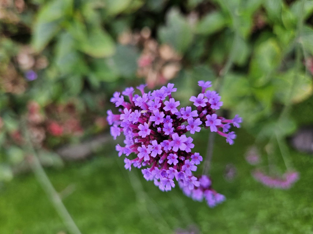 Verbena Bonariensis 'Lollipop' - 20cm - Kamerplant Kopen