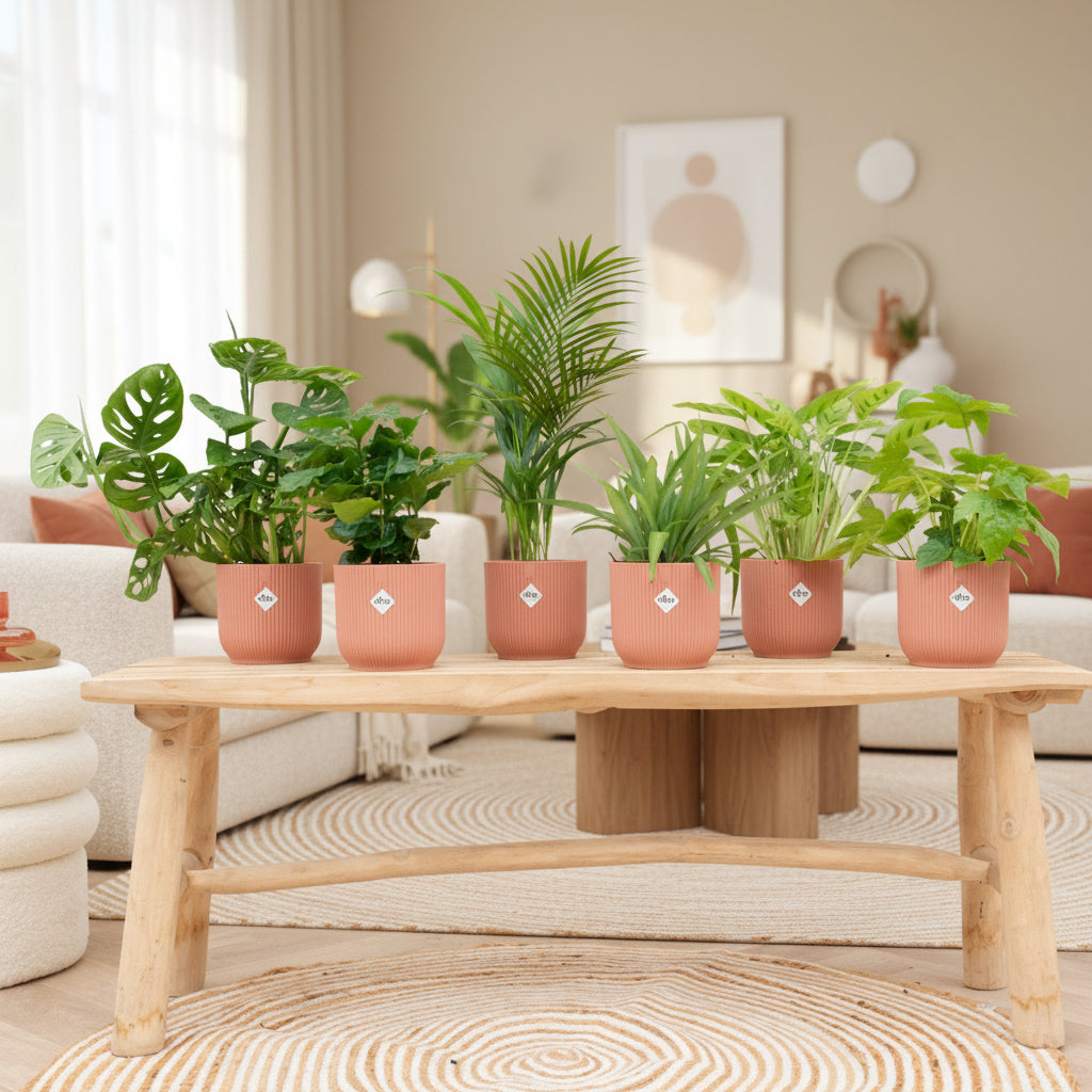 Boîte surprise - 6 plantes avec elho Vibes Fold Round Ø14