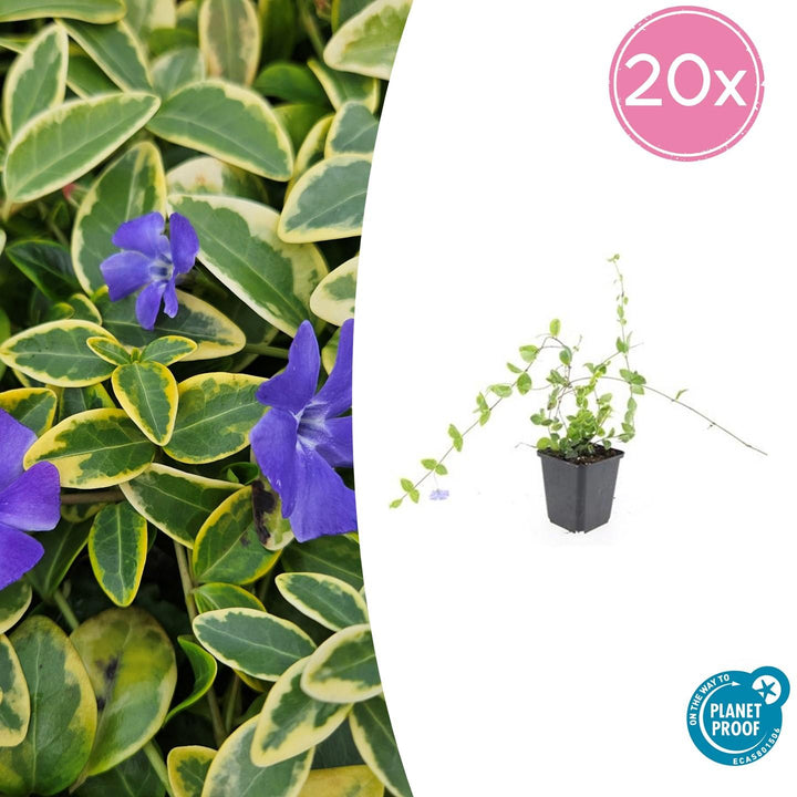 Vinca Minor 'Blue and Gold' - 20cm - Petite pervenche | Acheter