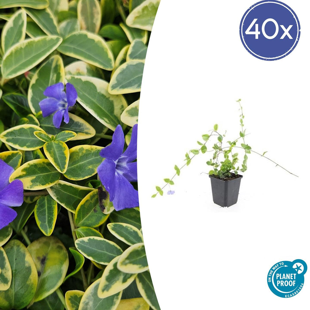 Vinca Minor 'Blue and Gold' - 20cm - Petite pervenche | Acheter