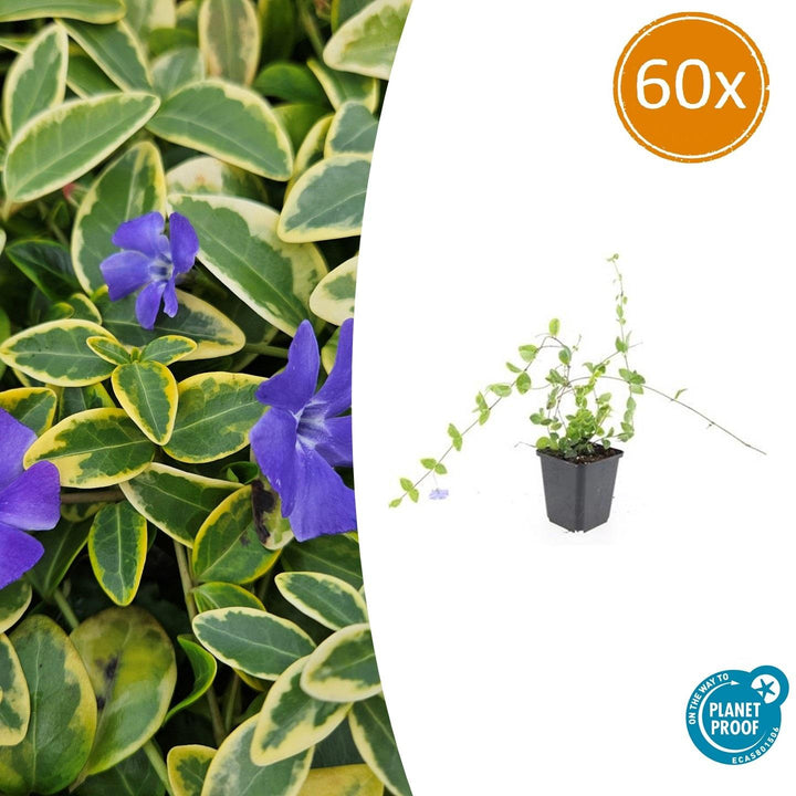 Vinca Minor 'Blue and Gold' - 20cm - Petite pervenche | Acheter
