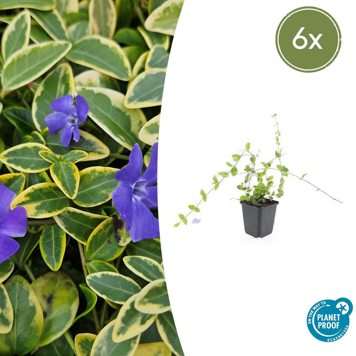 Vinca Minor 'Blue and Gold' - 20cm - Petite pervenche | Acheter