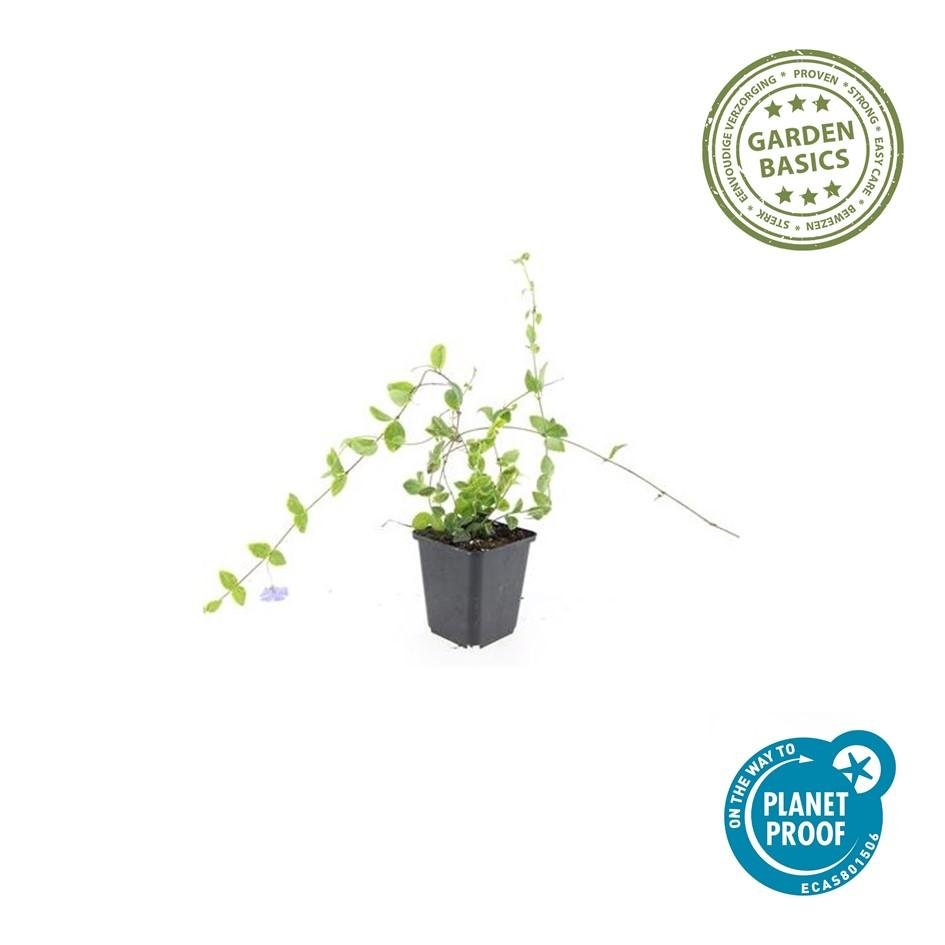 Vinca Minor 'Blue and Gold' - 20cm - Petite pervenche | Acheter