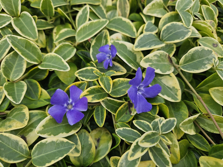 Vinca Minor 'Blue and Gold' - 20cm - Petite pervenche | Acheter