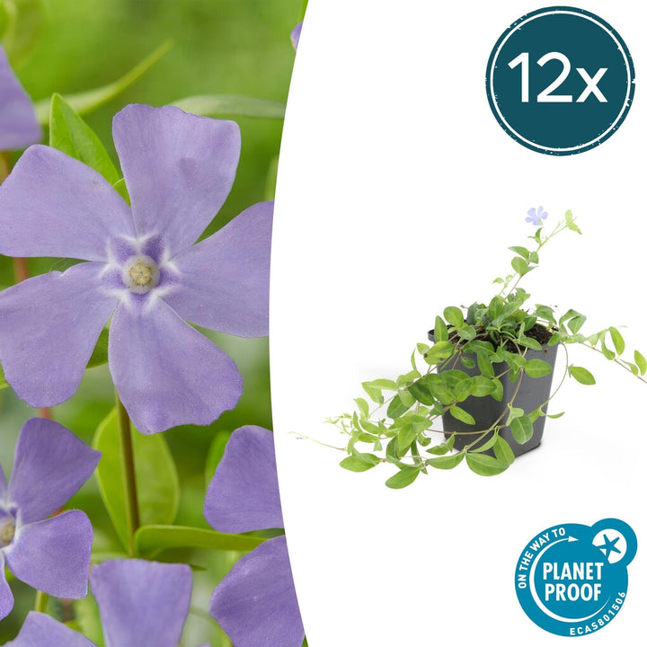 Vinca minor 'La Grave' - 20cm - Petite Pervenche