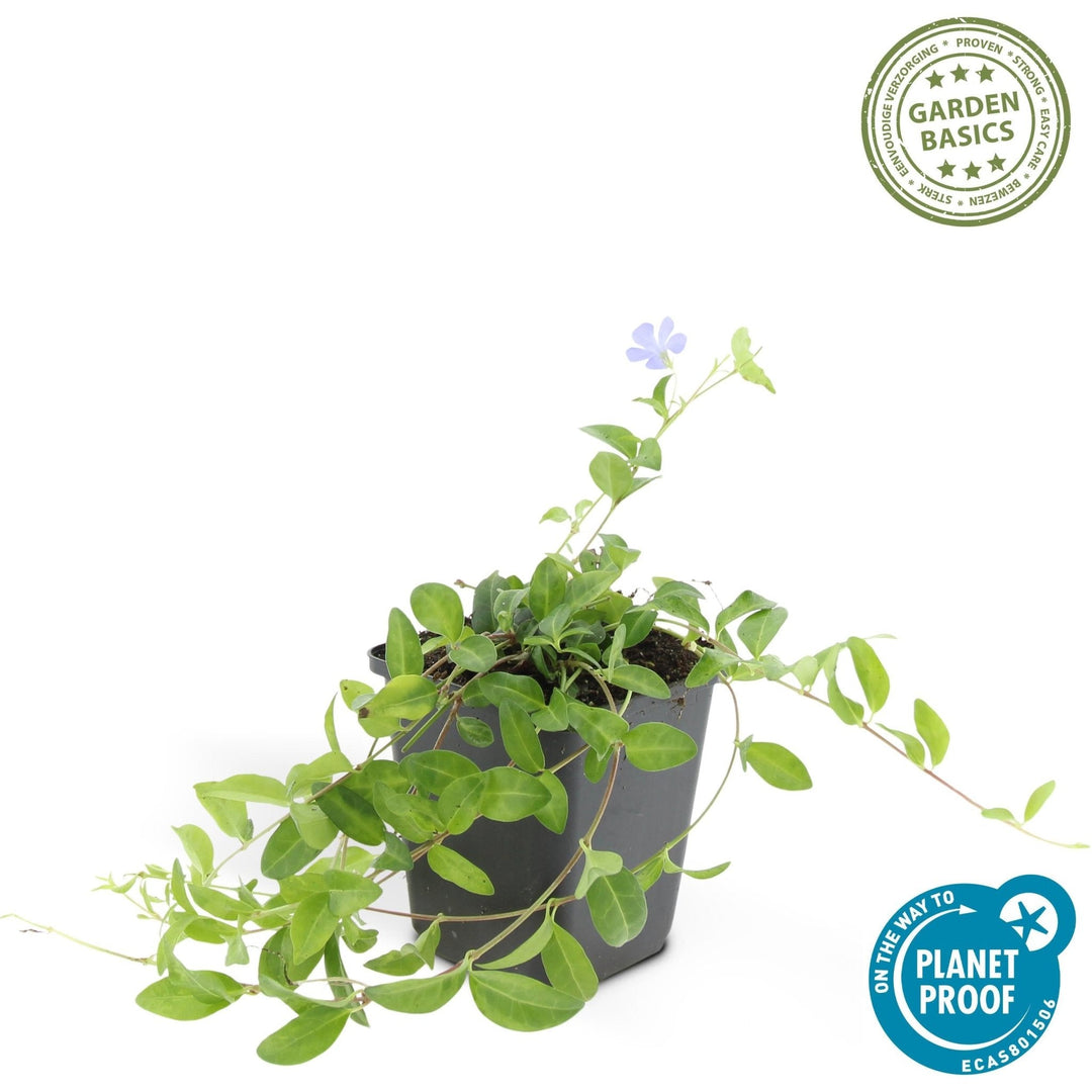 Vinca minor 'La Grave' - 20cm - Petite Pervenche