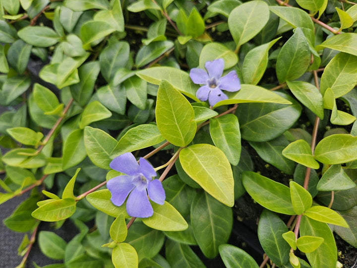 Vinca minor 'La Grave' - 20cm - Petite Pervenche