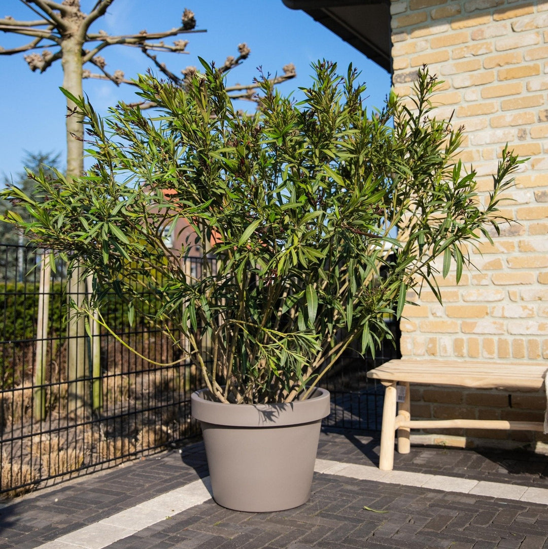 Nerium Oleander - 180cm - Acheter une plante d'intérieur