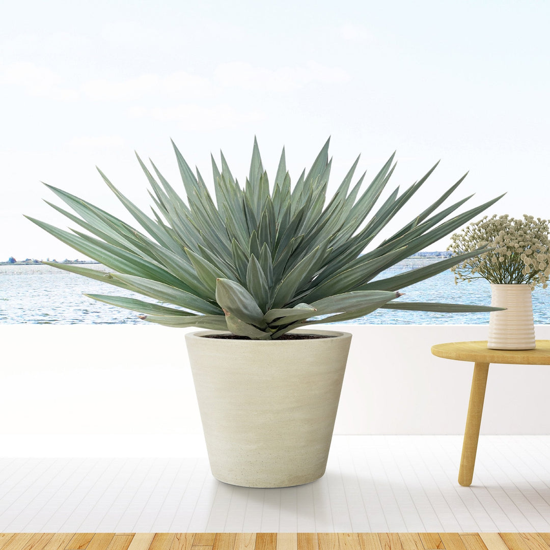 Yucca Gloriosa 'Lone Star' - 140 cm - Palmlelie Kamerplant