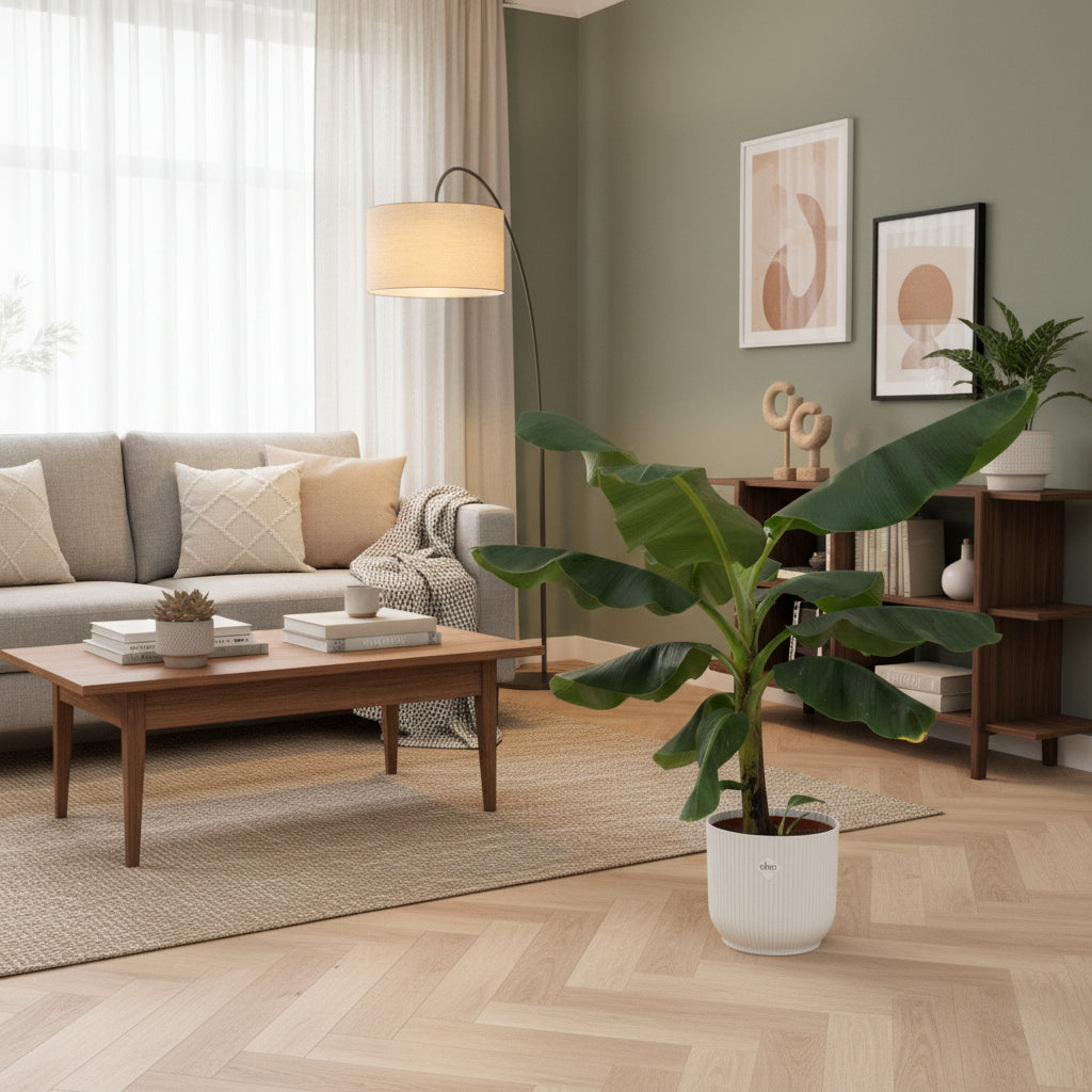 Combi deal - Bananenplant (Musa) Fold Round - 100 cm
