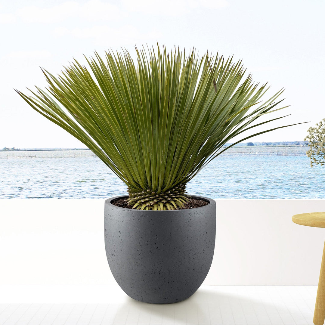 Yucca Rostrata - 70cm - Palmier bleu d'extérieur