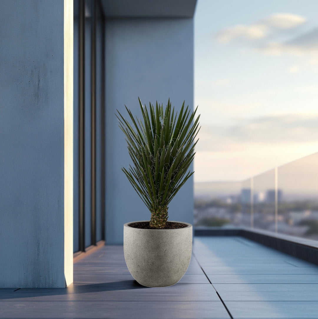 Yucca Filifera - 130 cm - Plante d'intérieur Yucca