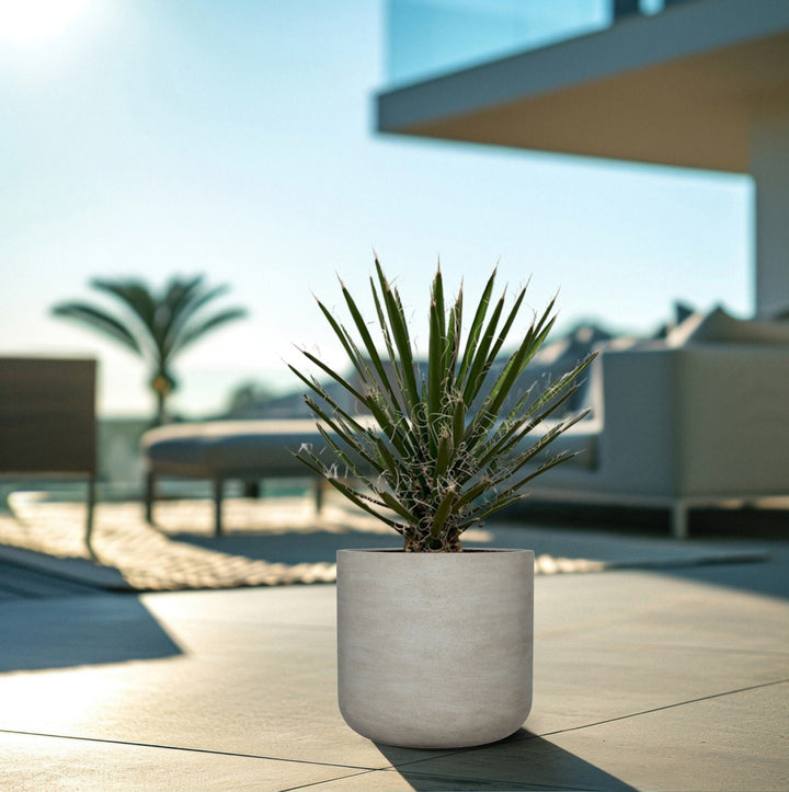 Yucca Filifera - 80cm - Palmlelie Kamerplant